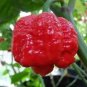15 Trinidad Moruga Scorpion Worlds Hottest! World Record! Fresh 2020 !Hot! SEEDS