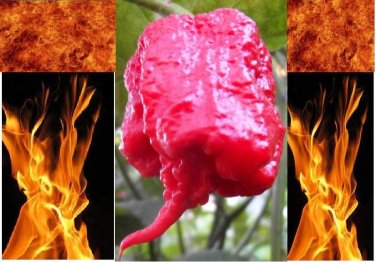 10 Carolina Reaper HP22B Hottest pepper on Earth! World Record Extreme HOT SEEDS