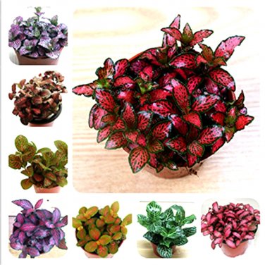 100 Fittonia verschaffeltii Mini Easy ing Fun Indoor Flower Pots MIX SEEDS