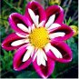 Symbolizes Courage' Dahlia Flower 50 Purple Black White Flowers SEEDS
