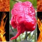 5 Carolina Reaper HP22B Hottest pepper on Earth! World Record Extreme HOT SEEDS