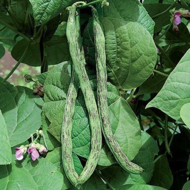 Rattlesnake snap pole Beans 10 bulk fresh preacher Drought resistant Snap SEEDS