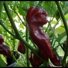 15 Chocolate Devil's Tongue super RARE! Extreme Hot Pepper Great 4 Powder SEEDS