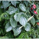 Peperomia sandersii 100 Piperaceae Watermelon Peperomia Evergreen s SEEDS