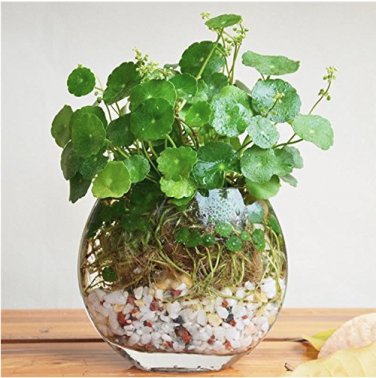 Flower Pilea 50 Copper Grass Cold Water Indoor Putdoor Pot Aquatic  SEEDS