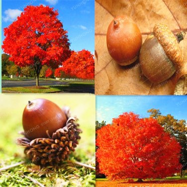 10 Rare Red Oak Tree  Quercus Alba Acorns For DIY Home Easy SEEDS