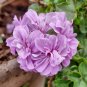 Precision Amethyst' Ivy Geranium  10 Purple Pelargonium Flowers SEEDS