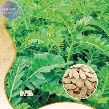 Astragalus Herb  20 high medicinal value WSFE013 SEEDS