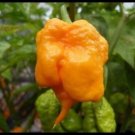 Yellow PRIMO SuperHot Chili Pepper 15 Extreme RARE Guinness World Record SEEDS
