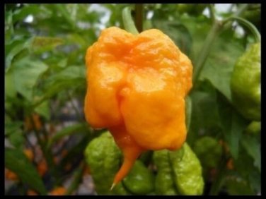Yellow PRIMO SuperHot Chili Pepper 15 Extreme RARE Guinness World Record SEEDS