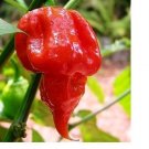 15 Trinidad Scorpion BUTCH T Worlds Hottest! WHOLESALE PRICE RARE Pepper SEEDS