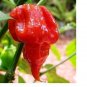 15 Trinidad Scorpion BUTCH T Worlds Hottest! WHOLESALE PRICE RARE Pepper SEEDS
