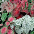 Caladium Flowers 100 Araceae Elephant Ear Heart of Jesus Angel Wings T1 SEEDS