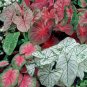 Caladium Flowers 100 Araceae Elephant Ear Heart of Jesus Angel Wings T1 SEEDS