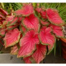 Caladium Flowers 100 Araceae Elephant Ear Heart of Jesus Angel Wings T2 SEEDS