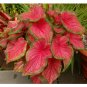 Caladium Flowers 100 Araceae Elephant Ear Heart of Jesus Angel Wings T2 SEEDS