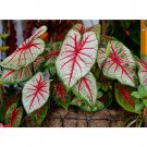Caladium Flowers 100 Araceae Elephant Ear Heart of Jesus Angel Wings T3 SEEDS