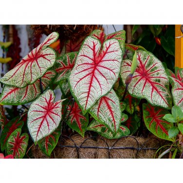 Caladium Flowers 100 Araceae Elephant Ear Heart of Jesus Angel Wings T3 SEEDS