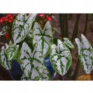 Caladium Flowers 100 Araceae Elephant Ear Heart of Jesus Angel Wings T4 SEEDS