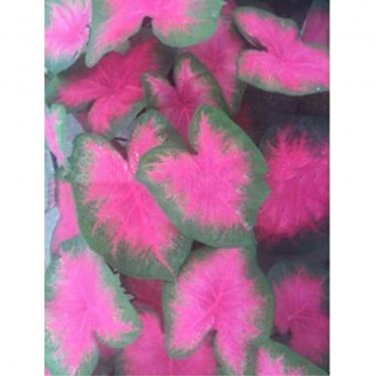 Caladium Flowers 100 Araceae Elephant Ear Heart of Jesus Angel Wings T5 SEEDS