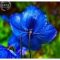 New Poppy Himalayan BLUE MECONOPSIS Rare Flower 50 +  SEEDS