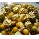 50 Ground Cherry aka Strawberry Husk Tomato Physalis Pruinosa Tomatillo SEEDS