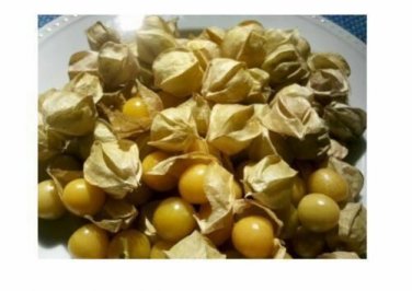 50 Ground Cherry aka Strawberry Husk Tomato Physalis Pruinosa Tomatillo SEEDS
