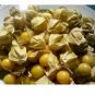 50 Ground Cherry aka Strawberry Husk Tomato Physalis Pruinosa Tomatillo SEEDS