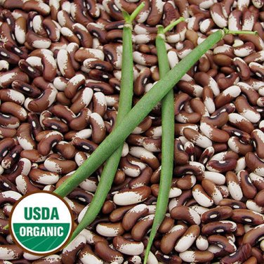 Painted Pony Beans 10 Organic Stringless pods Bush Snap or Dry Heirloom SEEDS