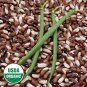 Painted Pony Beans 10 Organic Stringless pods Bush Snap or Dry Heirloom SEEDS