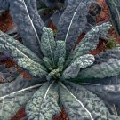 50 LACINATO aka Dinosaur KALE Black Tuscany Nero di Toscana RARE forage SEEDS