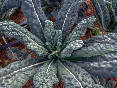 50 LACINATO aka Dinosaur KALE Black Tuscany Nero di Toscana RARE forage SEEDS