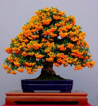 Orange Pyracantha fortuneana Firethorn Tree 20 s SEEDS
