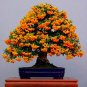 Orange Pyracantha fortuneana Firethorn Tree 20 s SEEDS