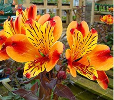 100 Alstroemeria Peruvian Lily Alstroemeria Inca Bandit Princess lily SEEDS