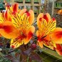 100 Alstroemeria Peruvian Lily Alstroemeria Inca Bandit Princess lily SEEDS