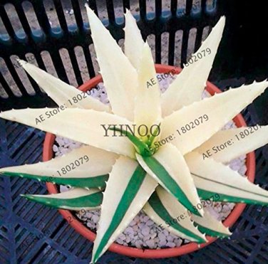 100 Succulents Aloe Vera Beauty Edible Cosmetic  s  SEEDS