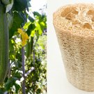 LUFFA SPONGE 10 Gourd Loofah Dishcloth Very Productive Mướp Heirloom SEEDS