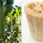 LUFFA SPONGE 10 Gourd Loofah Dishcloth Very Productive Mướp Heirloom SEEDS
