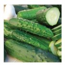 Marketmore 76 Cucumber 100 Best slicing High quality Bush Mildew Res! SEEDS