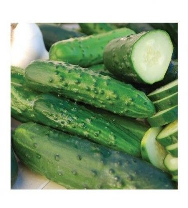 Marketmore 76 Cucumber 100 Best slicing High quality Bush Mildew Res! SEEDS