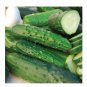 Marketmore 76 Cucumber 100 Best slicing High quality Bush Mildew Res! SEEDS