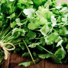 Coriander CILANTRO 200 Microgreens Leisure Chinese Parsley Bulk Herbs SEEDS
