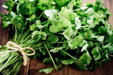 Coriander CILANTRO 500 Microgreens Leisure Chinese Parsley Bulk Herbs SEEDS