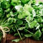 Coriander CILANTRO 500 Microgreens Leisure Chinese Parsley Bulk Herbs SEEDS