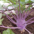 150+ Fresh Early Purple Vienna Kohlrabi Creamy Tender & Mild Heirloom SEEDS