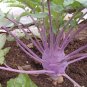 150+ Fresh Early Purple Vienna Kohlrabi Creamy Tender & Mild Heirloom SEEDS