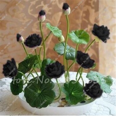 lotus bowl lotus water lily rare Aquatic flower  ing -5  SEEDS
