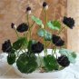lotus bowl lotus water lily rare Aquatic flower  ing -5  SEEDS