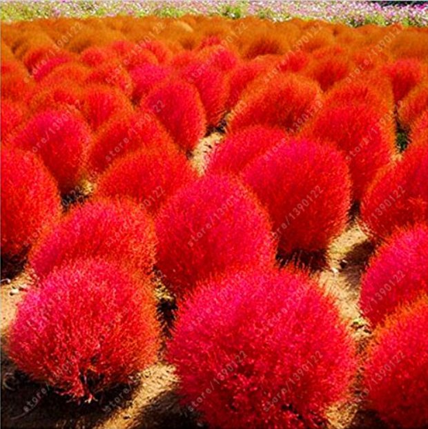 9 kinds of Kochia scoparia Grass Grass Burning Bush 100 T2 SEEDS